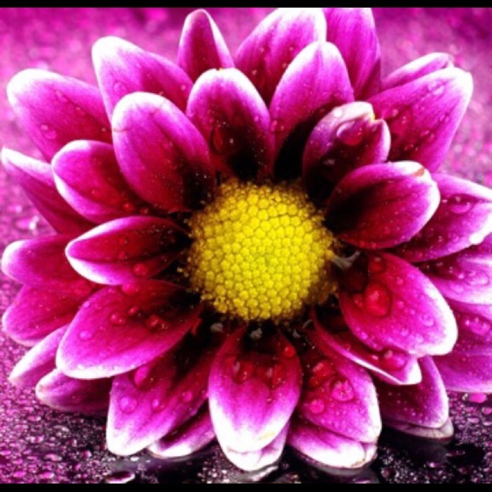 Meet your Posher, Lila